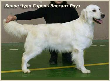 Белое Чудо Сарель Элегант Роуз