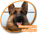 Немецкая овчарка