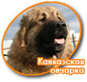 Кавказская овчарка