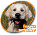 Голден ретривер