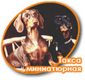 Такса