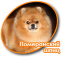 Померанцовый шпиц
