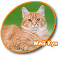 Кошки