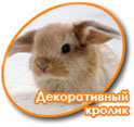Карликовый кролик