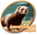 Декоративный хорек