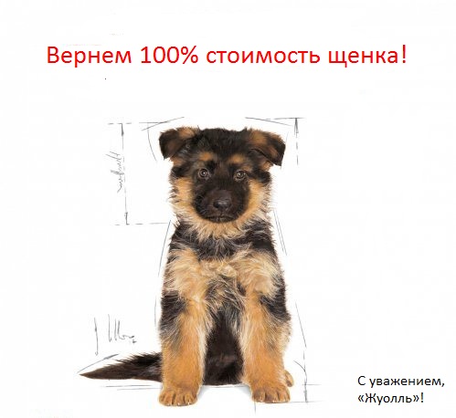 Вернем полную стоимость щенка Бесплатный щенок немецкой овчарки