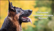 Интервью руководителя питомника TV Россия1 в Жуолль, фото 1 Интервью руководителя питомника TV Россия1, фото 1
