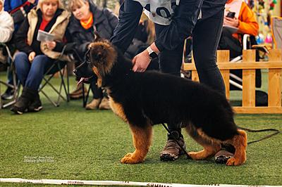 кликните на фото для получения подробной информации о щенке ЩЕНОК №2451